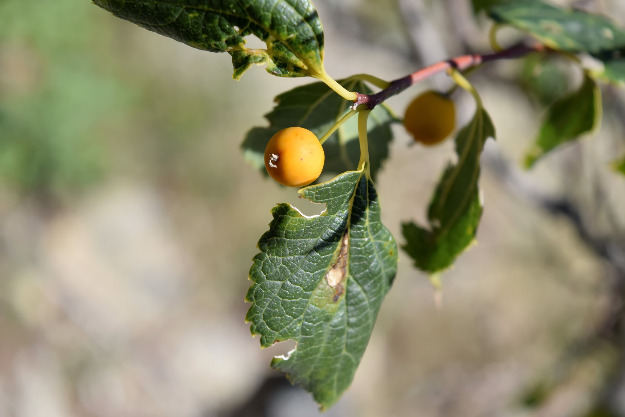 Celtis planchoniana