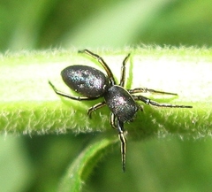 Tutelina similis