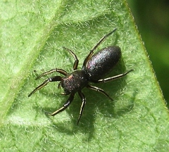 Tutelina similis