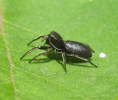Tutelina similis