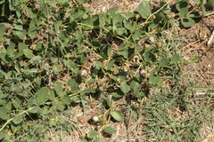 Capparis sicula