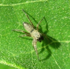 Tutelina similis