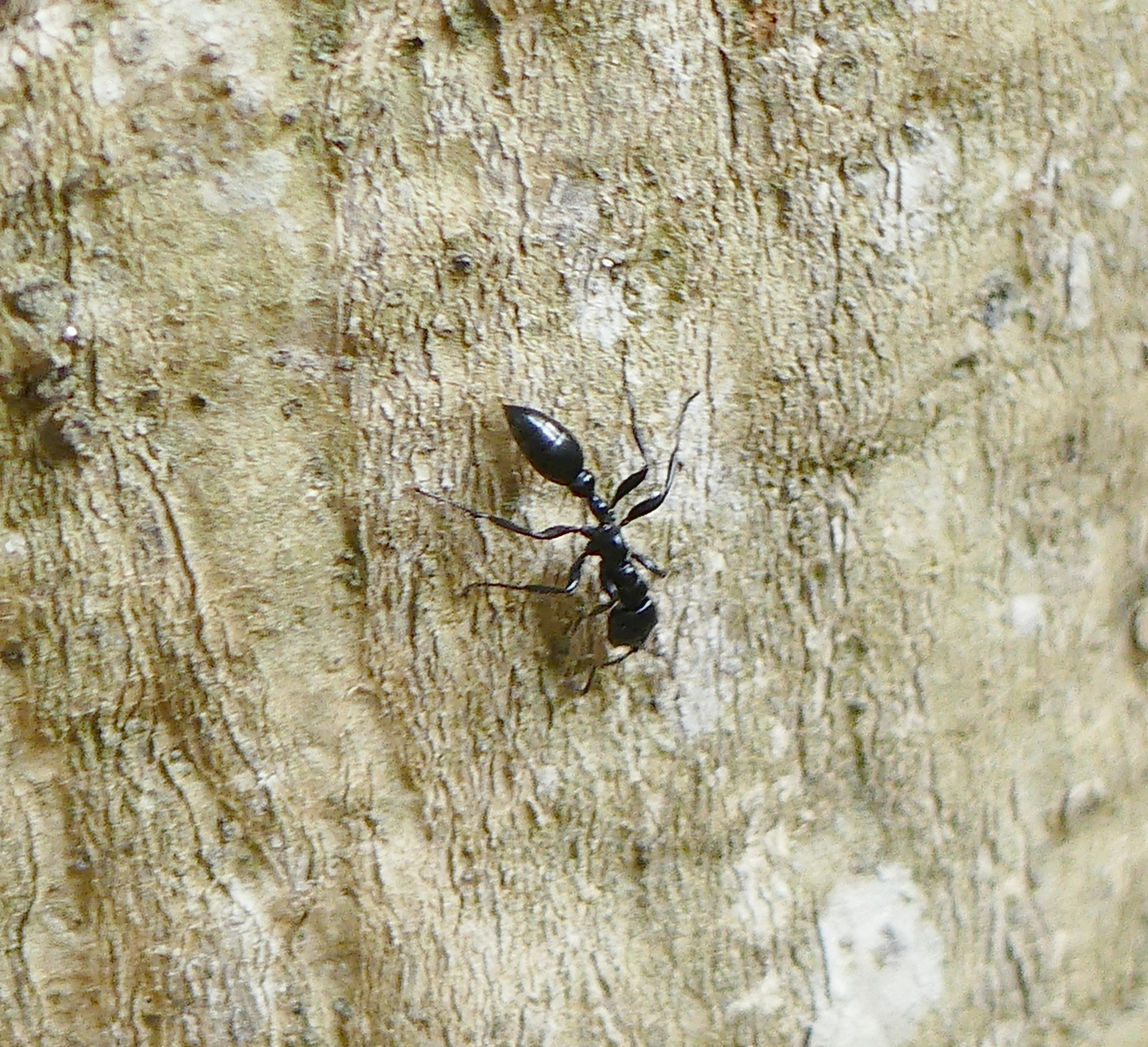 Tetraponera nigra