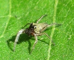 Tutelina similis