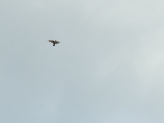 Ptyonoprogne rupestris