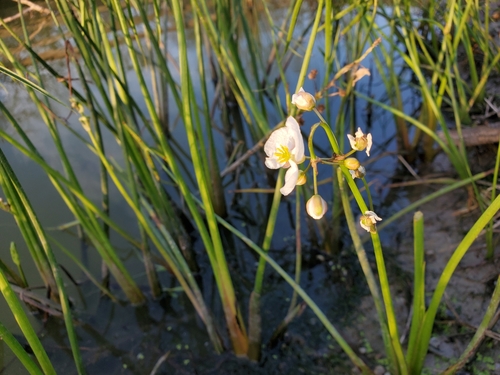 Longbarb arrowhead (Sagittaria longiloba)