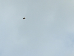 Ptyonoprogne rupestris