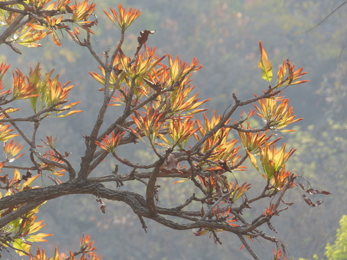 dwarf red ironwood