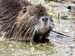 Myocastor coypus