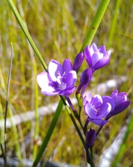 Thereianthus juncifolius