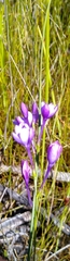Thereianthus juncifolius