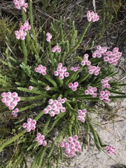 Lachnospermum umbellatum