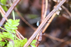 Diptera