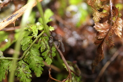 Diptera