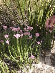 Lachnospermum umbellatum