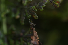 Diptera