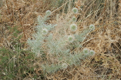 Echinops graecus