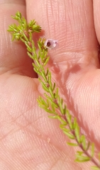 Erica autumnalis