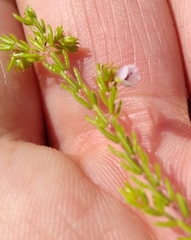 Erica autumnalis