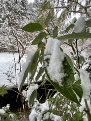 Neolitsea sericea