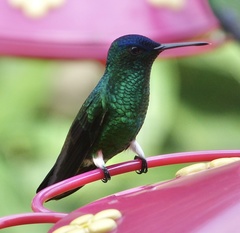 Saucerottia cyanifrons