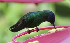 Saucerottia cyanifrons