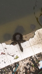 Lissemys scutata