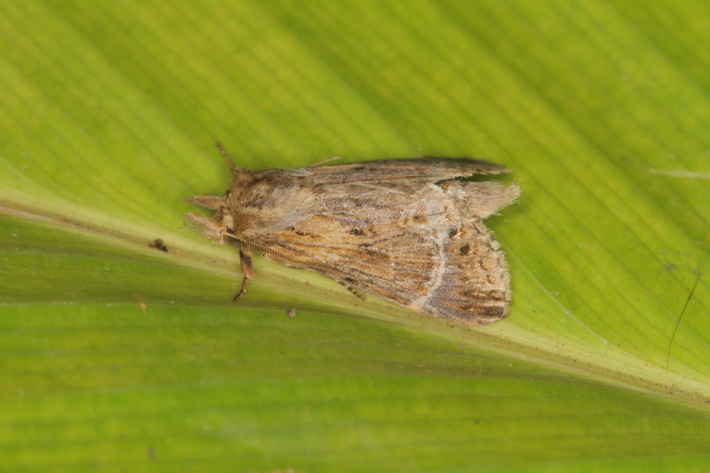 Xylodonta guarana