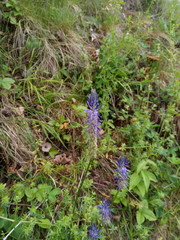 Phyteuma persicifolium