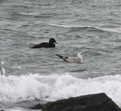 Melanitta stejnegeri