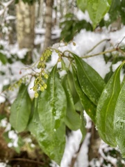 Pieris japonica japonica
