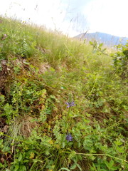 Phyteuma persicifolium