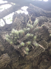 Tillandsia tricholepis