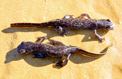 Triturus ivanbureschi