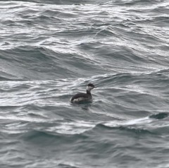 Podiceps nigricollis