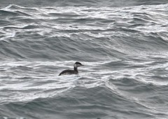 Podiceps nigricollis