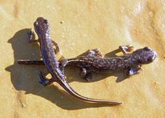 Triturus ivanbureschi