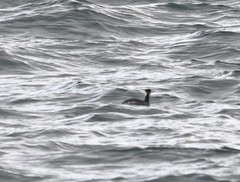 Podiceps nigricollis