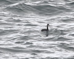 Podiceps nigricollis