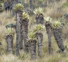 Espeletia hartwegiana