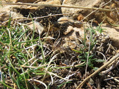 Odiellus troguloides