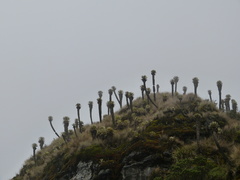 Espeletia hartwegiana