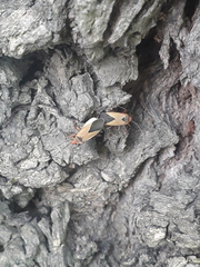 Dysdercus
