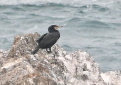Phalacrocorax capillatus