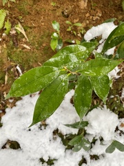 Castanopsis sieboldii