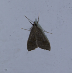 Mecyna asinalis