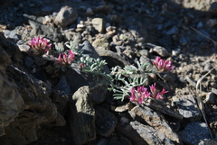 Astragalus habaheensis