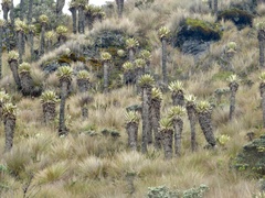 Espeletia hartwegiana