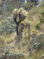 Espeletia hartwegiana