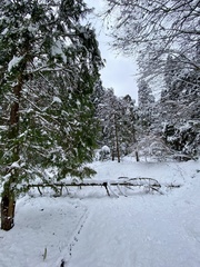 Chamaecyparis obtusa